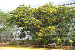 Peltophorum pterocarpum